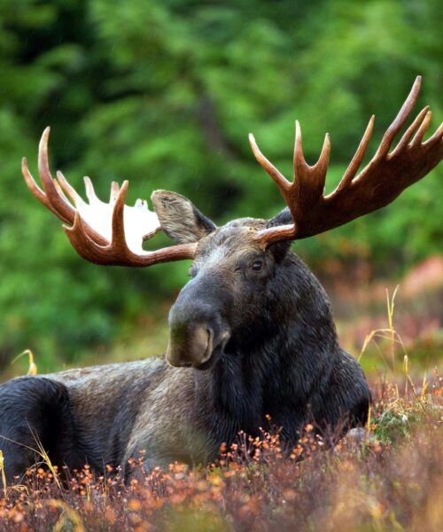 Vad ska man göra om man Möter en Älg i Skogen? Förklarat!