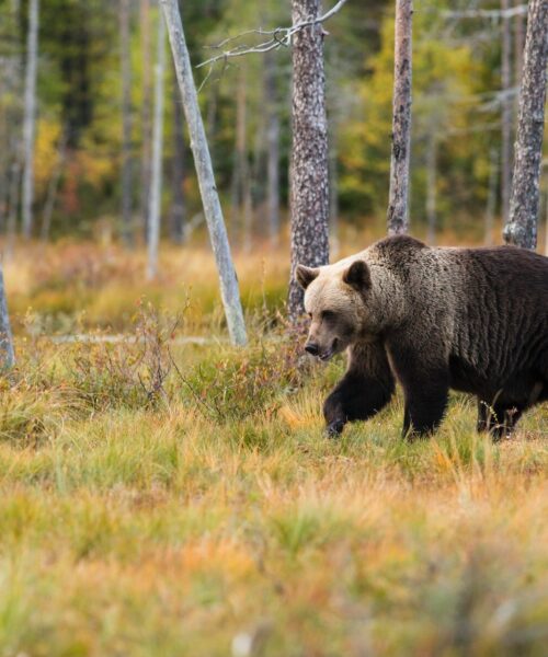 Vad ska man göra om man Möter en Björn i Skogen? Förklarat!